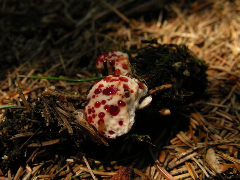Abetaia di montagna secondo atto